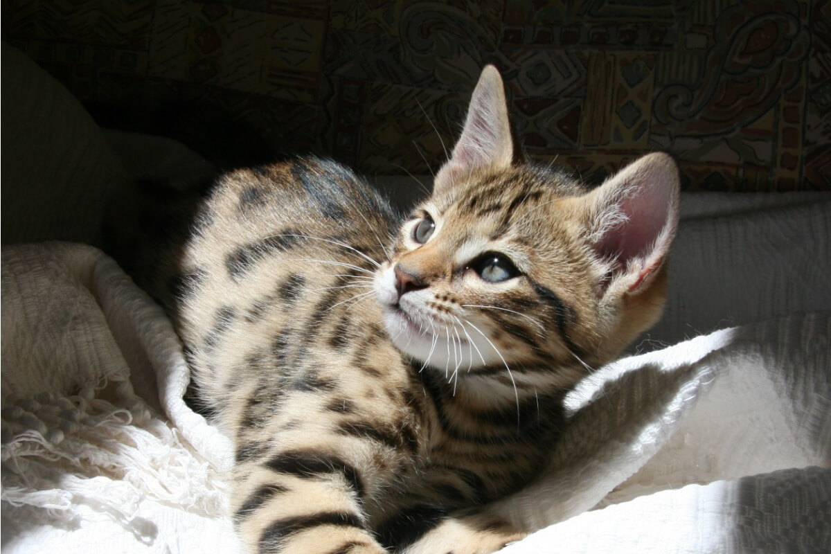 Um gato chetooh ao sol.