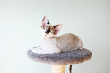 Gato colorpoint: todo sobre esta raza