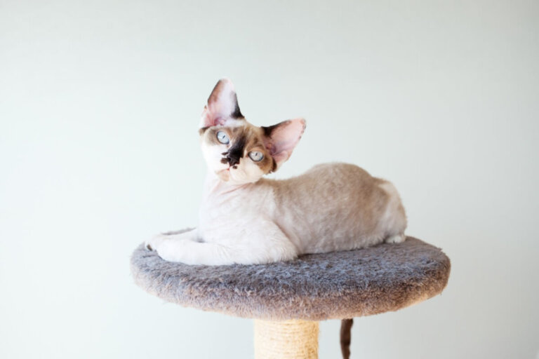 Gato colorpoint: todo sobre esta raza