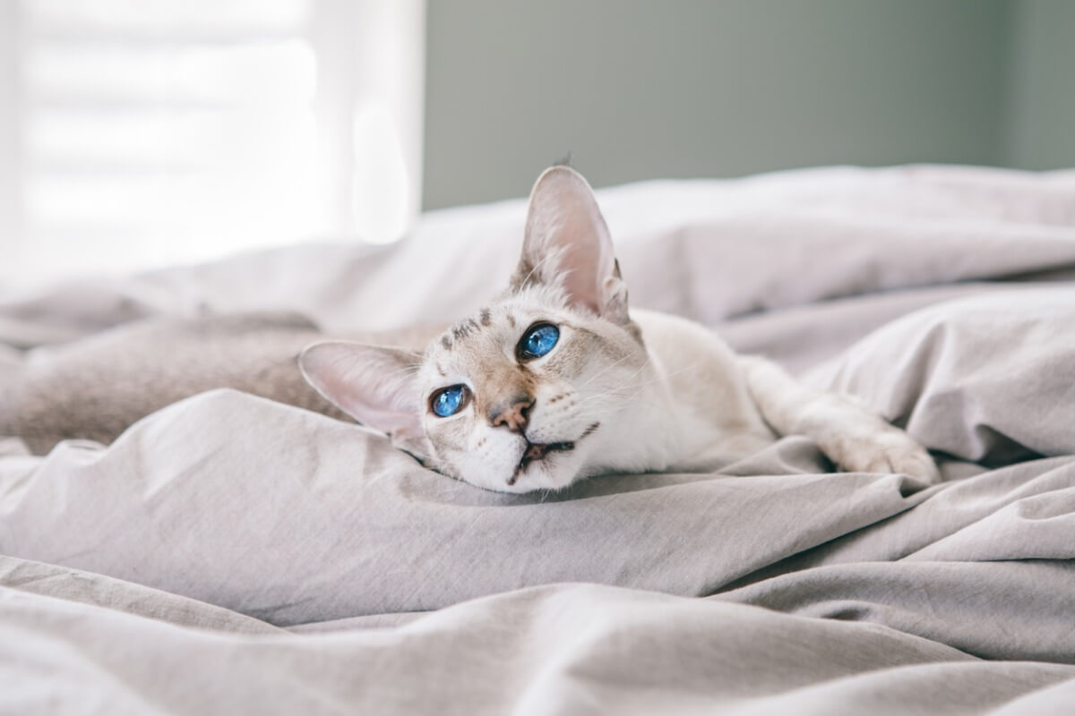 Un gato tumbado en la cama.