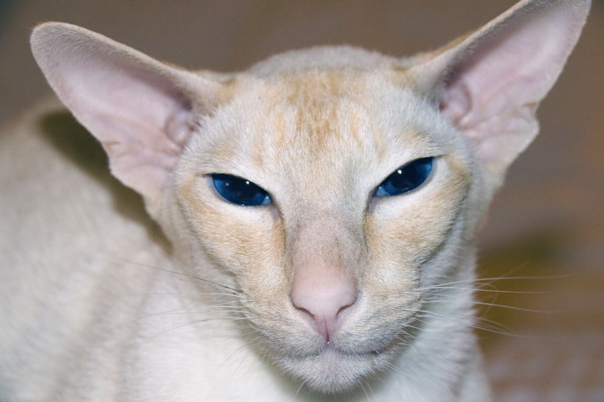 Un gato colorpoint.