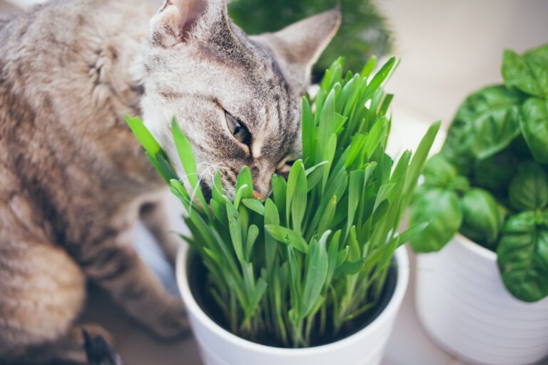 ¿Qué es la hierba de gato y cómo hacerla crecer?