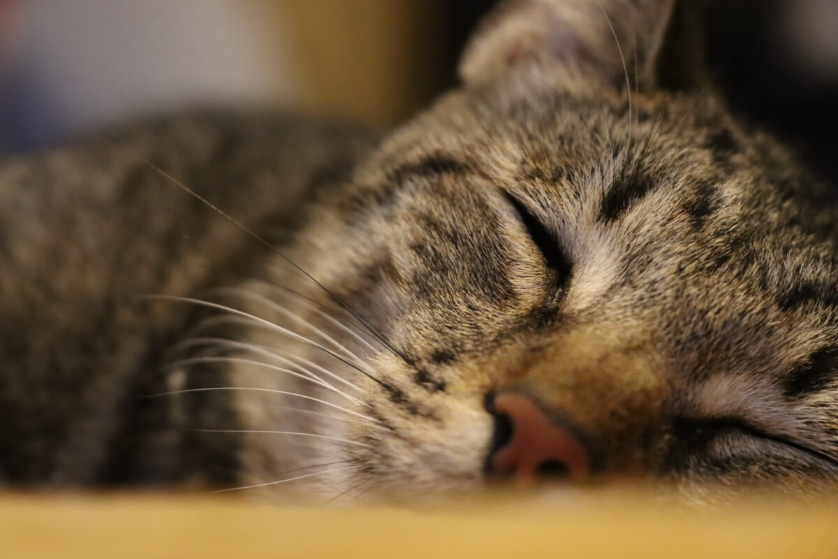 Wie man einer Katze beibringt, nachts zu schlafen