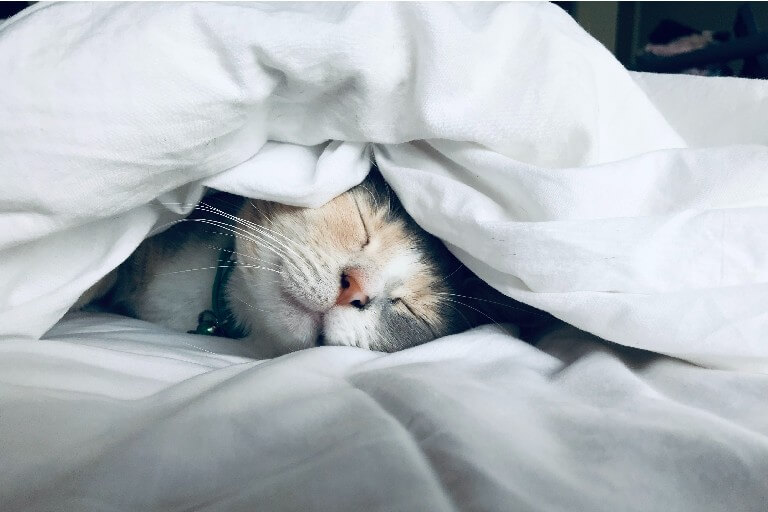 Een kat in bed