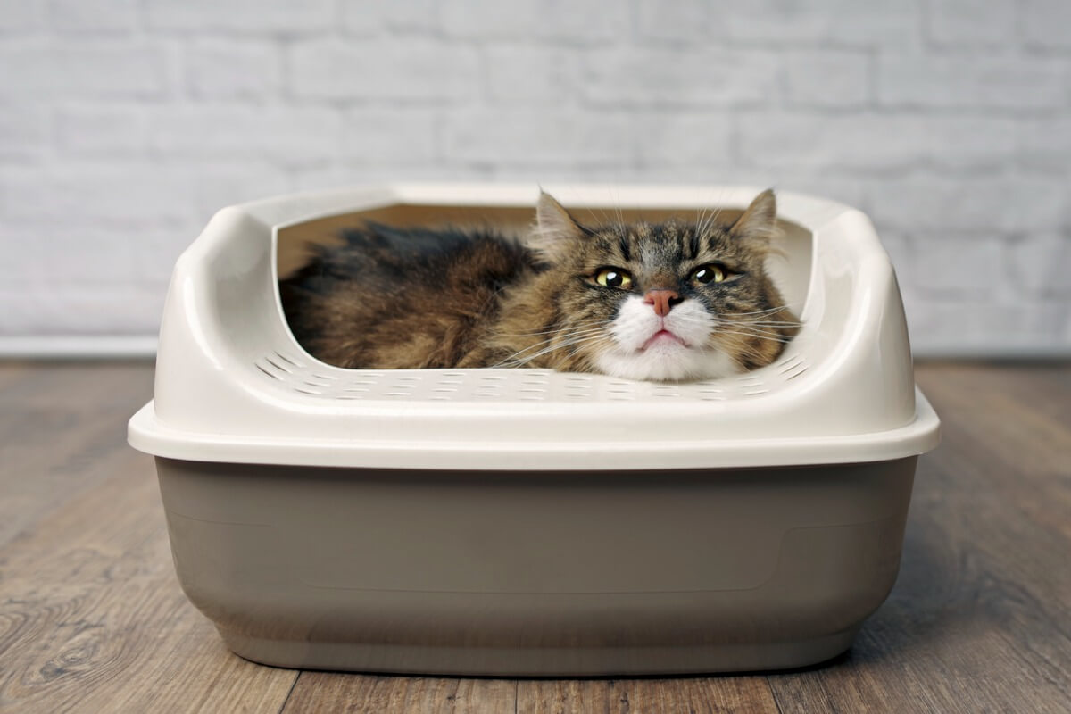 A cat in a litter box.