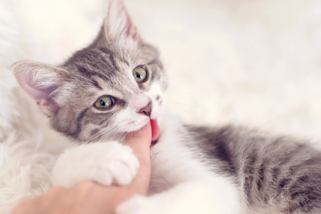 Un gato llevando a cabo una mordida de amor.