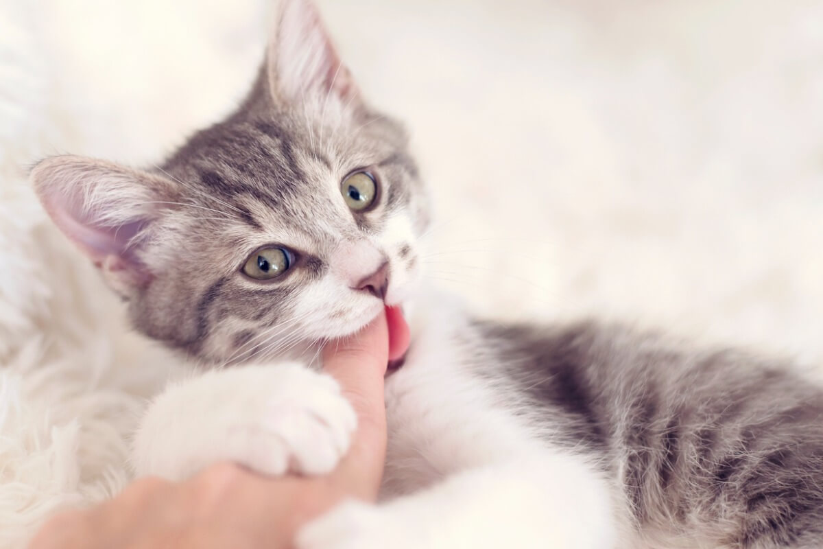 Um gato dando uma mordididinha de amor.