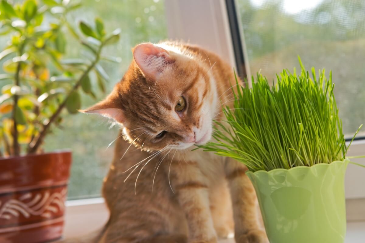 A cat eating a plant.