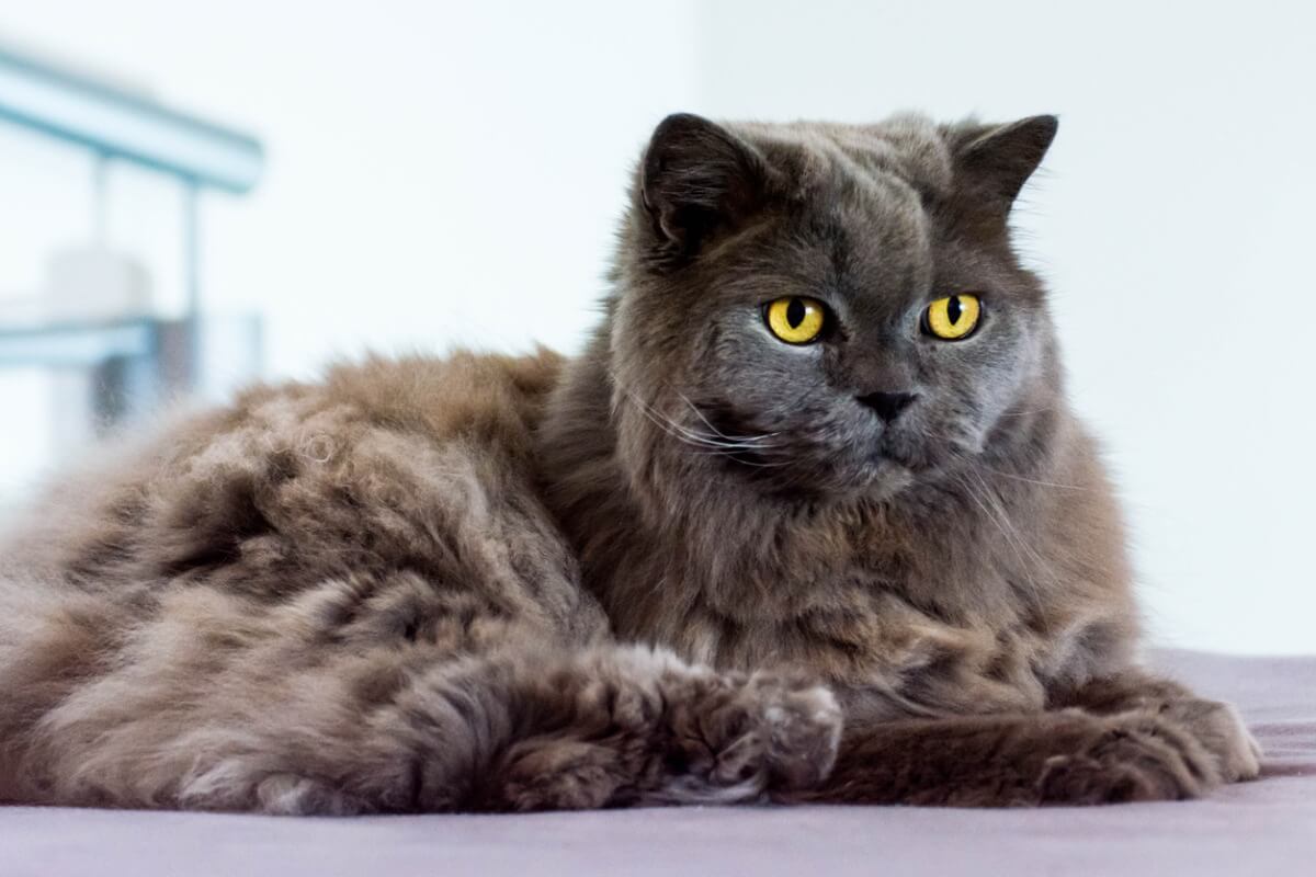 Un gato highlander sobre una mesa.