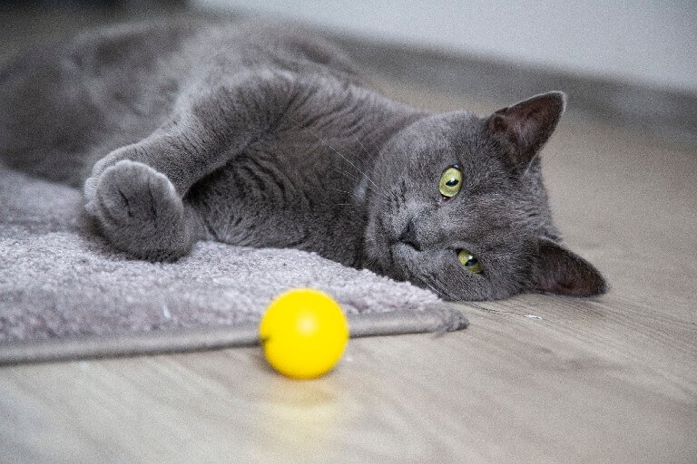 Cosas que hacen los gatos antes de morir