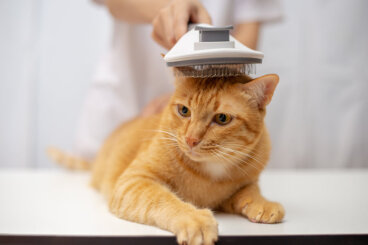 ¿Por qué a mi gato no le crece el pelo?
