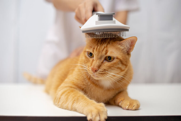 ¿Por qué a mi gato no le crece el pelo?