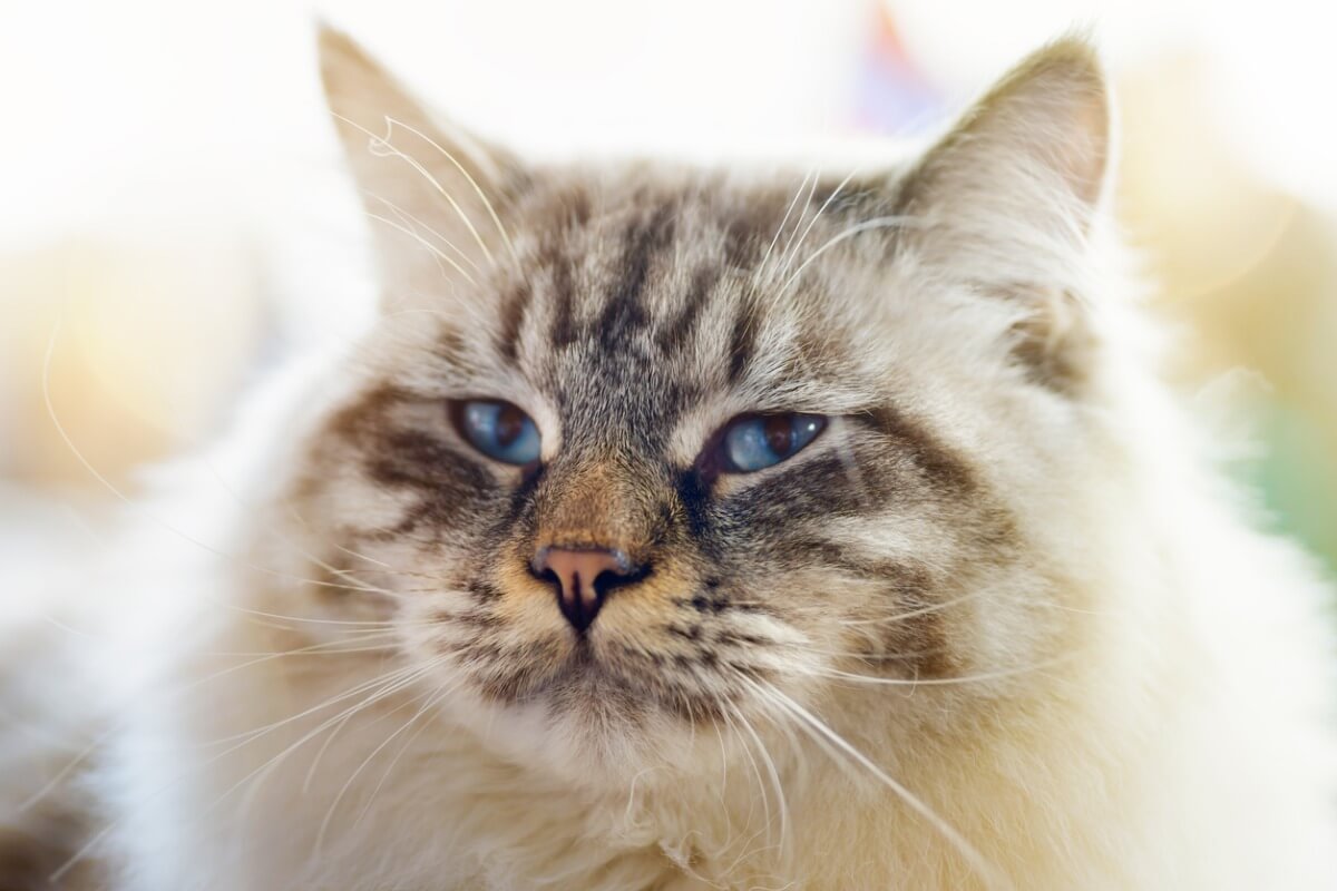 Um gato ragamuffin sorridente.