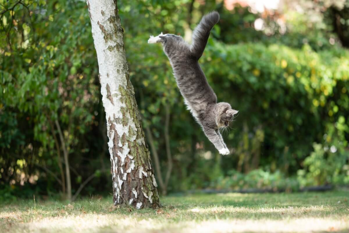 Um gato pulando de um tronco de árvore.