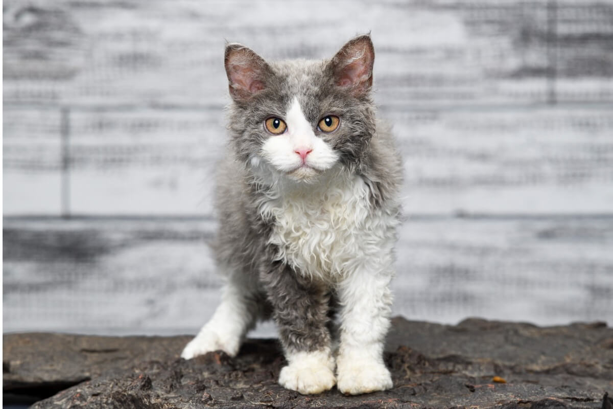 Solltest du eine Katze baden?