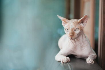 ¿Los gatos sphynx pueden tener pelo?