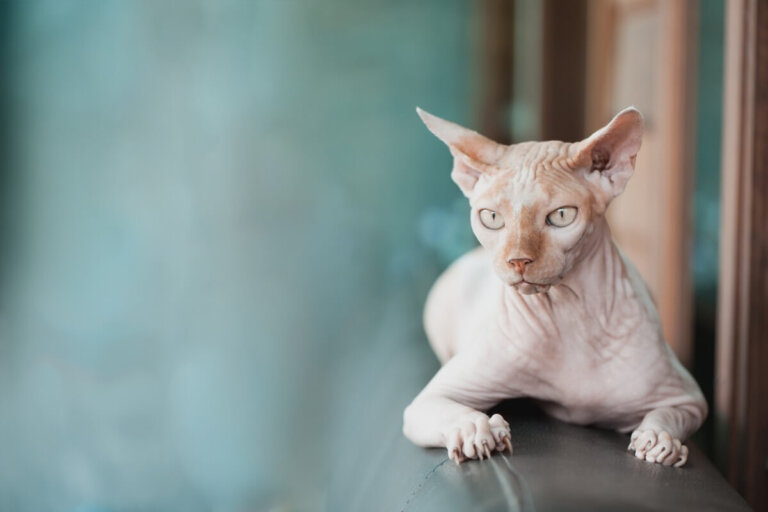 ¿Los gatos sphynx pueden tener pelo?