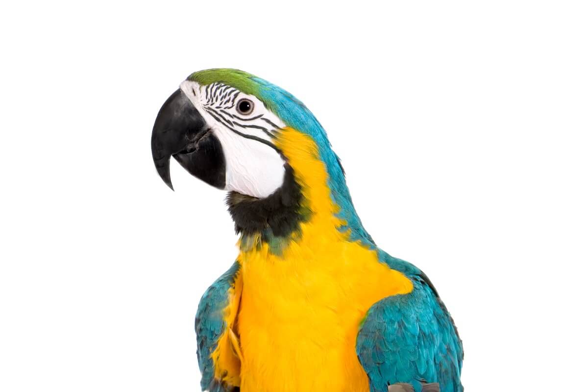 Un guacamayo sobre un fondo blanco.