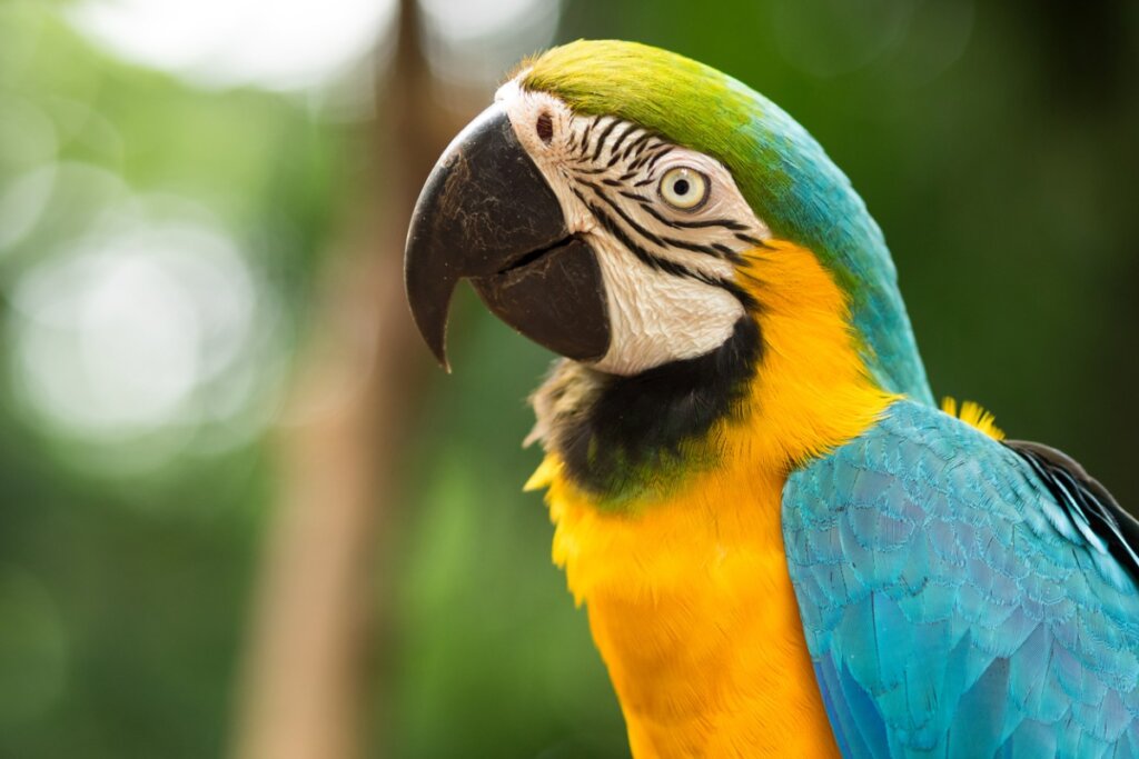 Un guacamayo sobre un fondo difuminado.