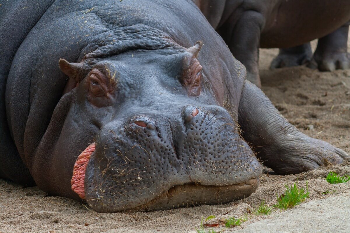 Un hippopotame couché.