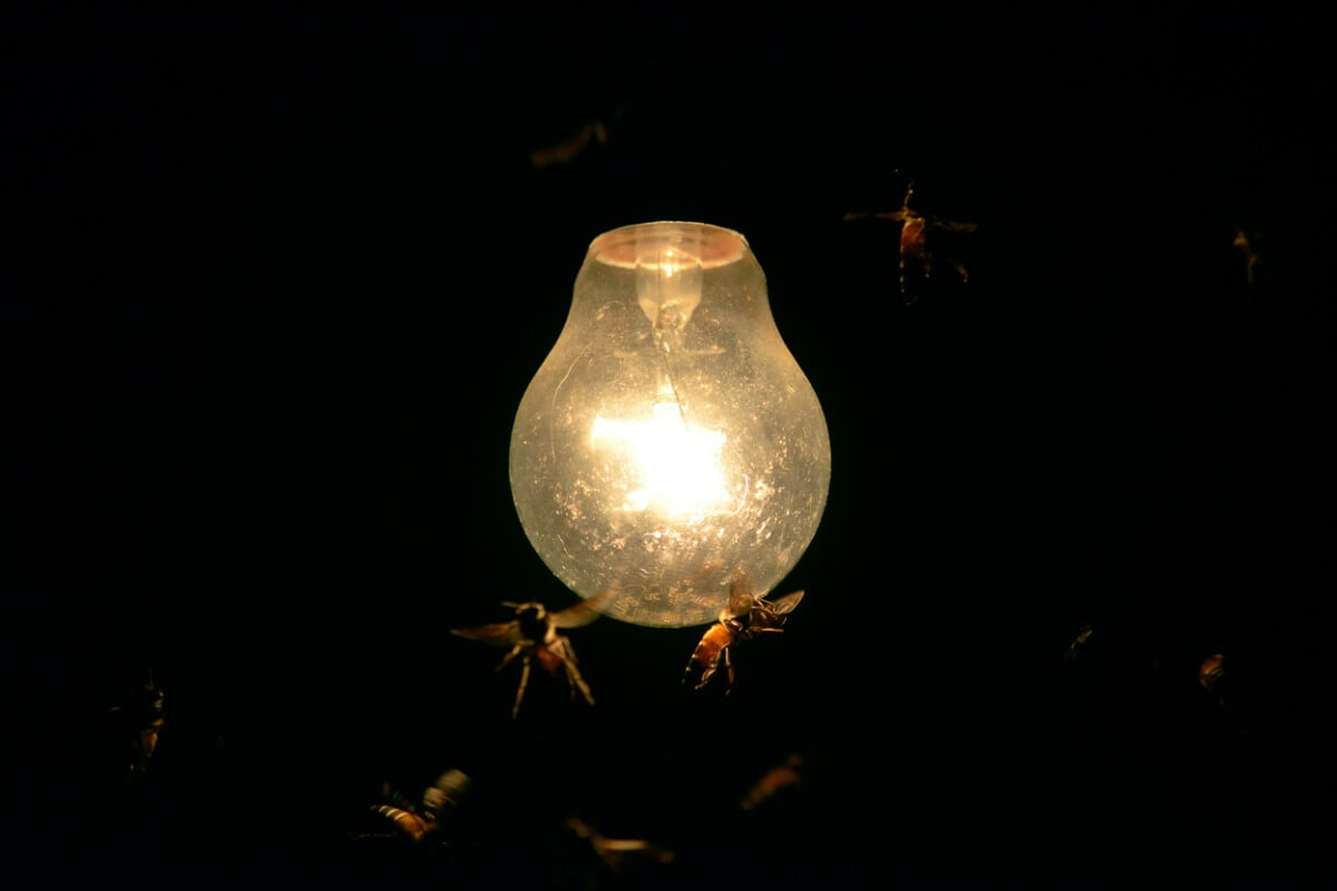 Hyönteisiä pyörii valon ympärillä.