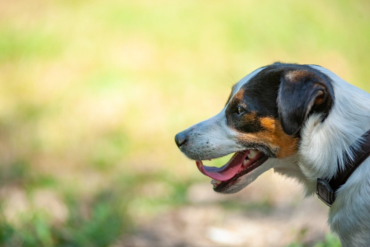 Un jack rusell terrier de perfil.