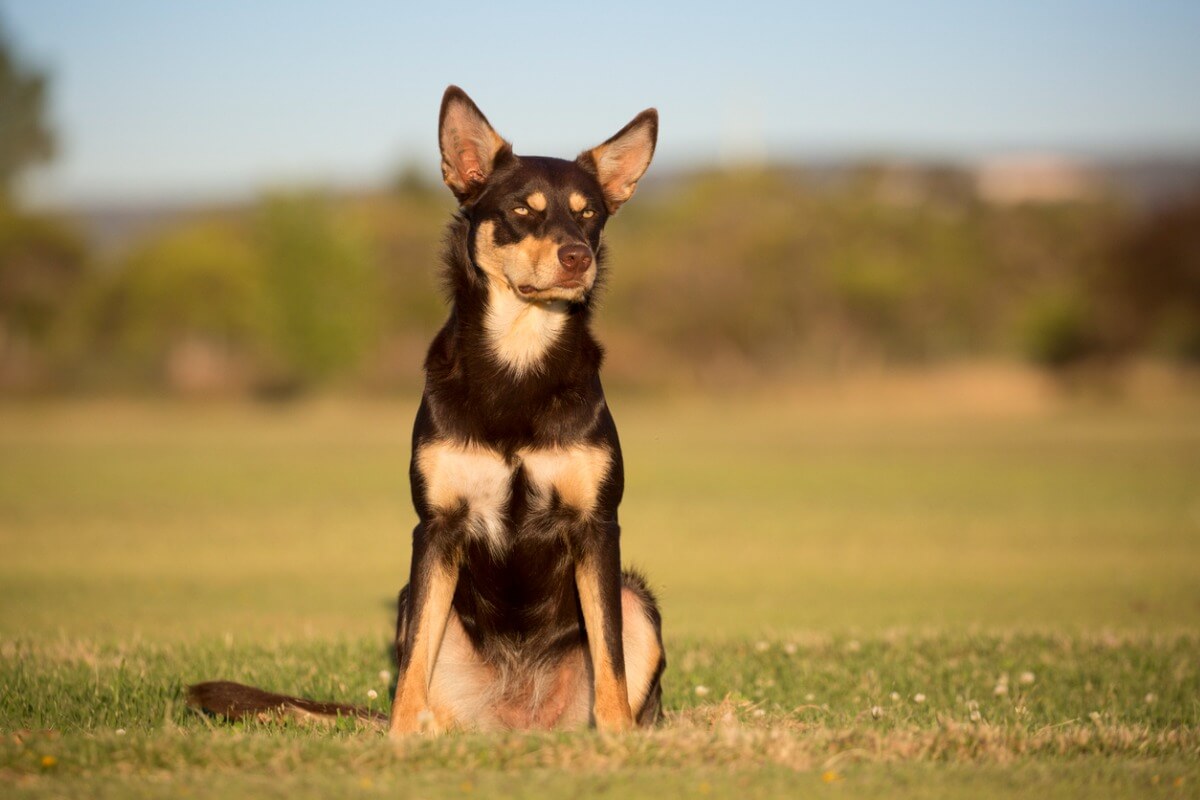 Avustralyalı Kelpie cinsi köpek çimlerde