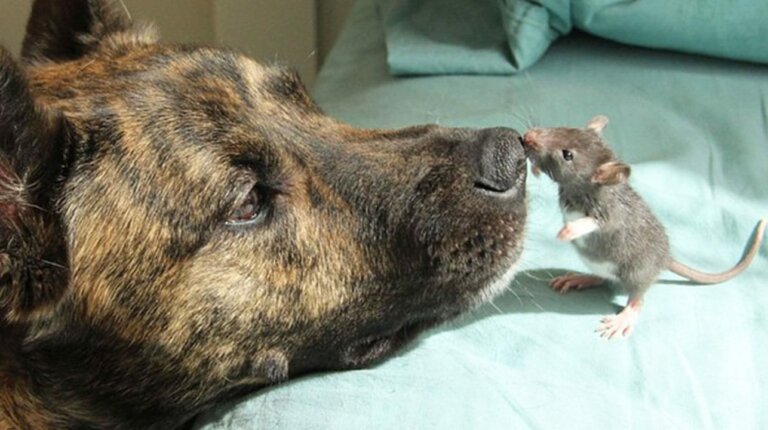 Perro de rescate deprimido, se convierte en el mejor amigo de una rata
