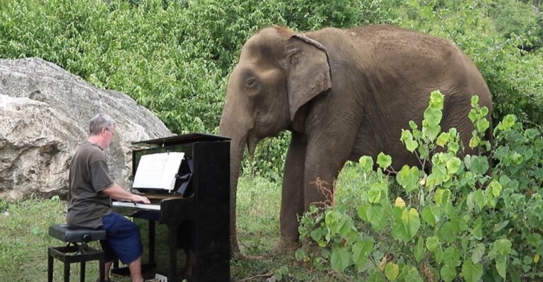 Elefante ciega "baila" cuando pianista toca para ella