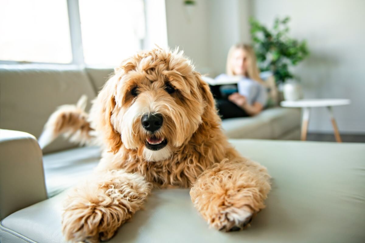 Un labradoodle su un divano.