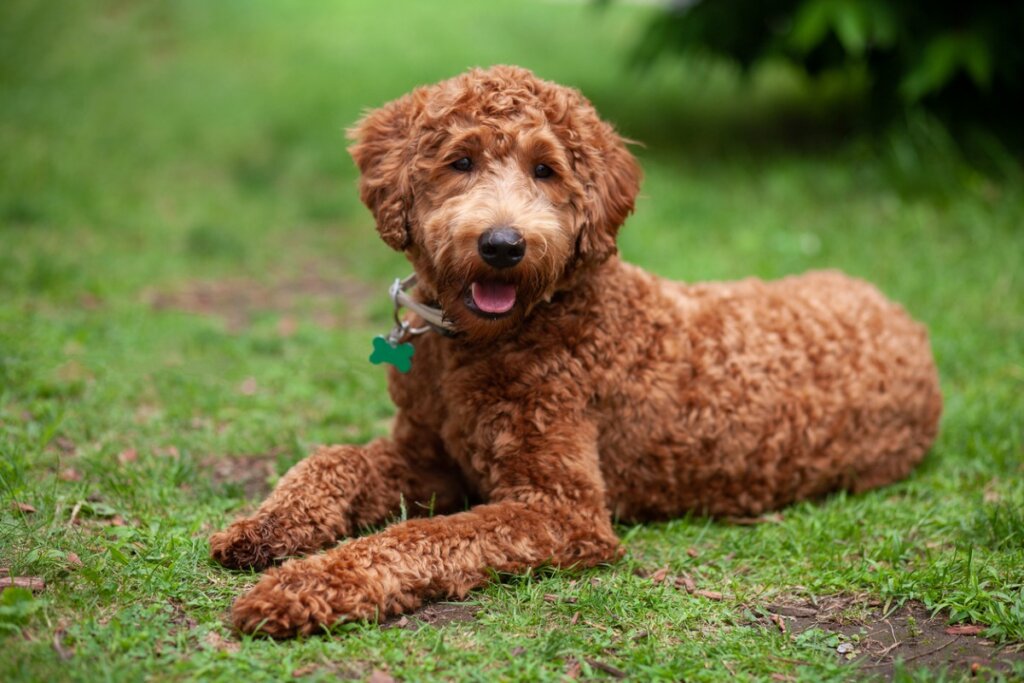 Un labradoodle sentado en el césped.