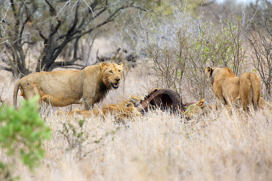 Unas leonas comiendo carne.