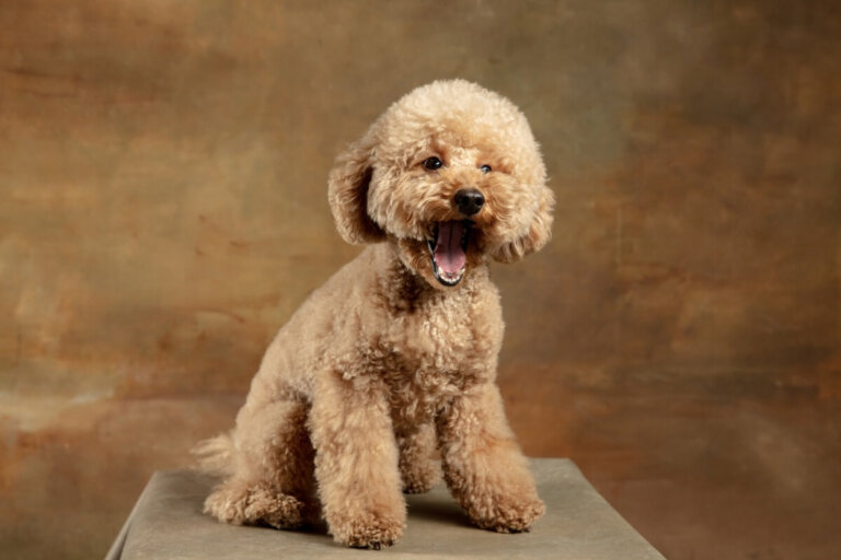 Maltipoo: todo sobre esta raza
