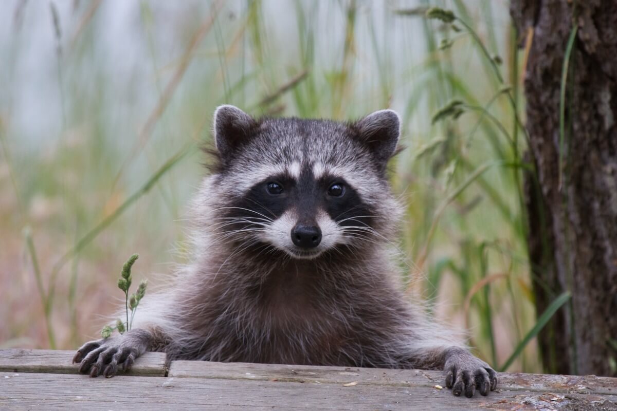The raccoon.