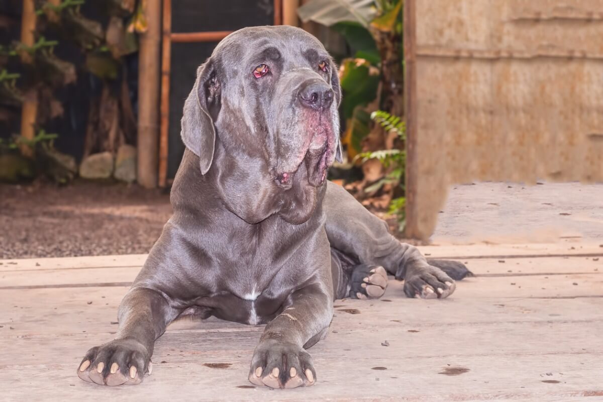 El mastín napolitano es uno de los perros más feos del mundo.