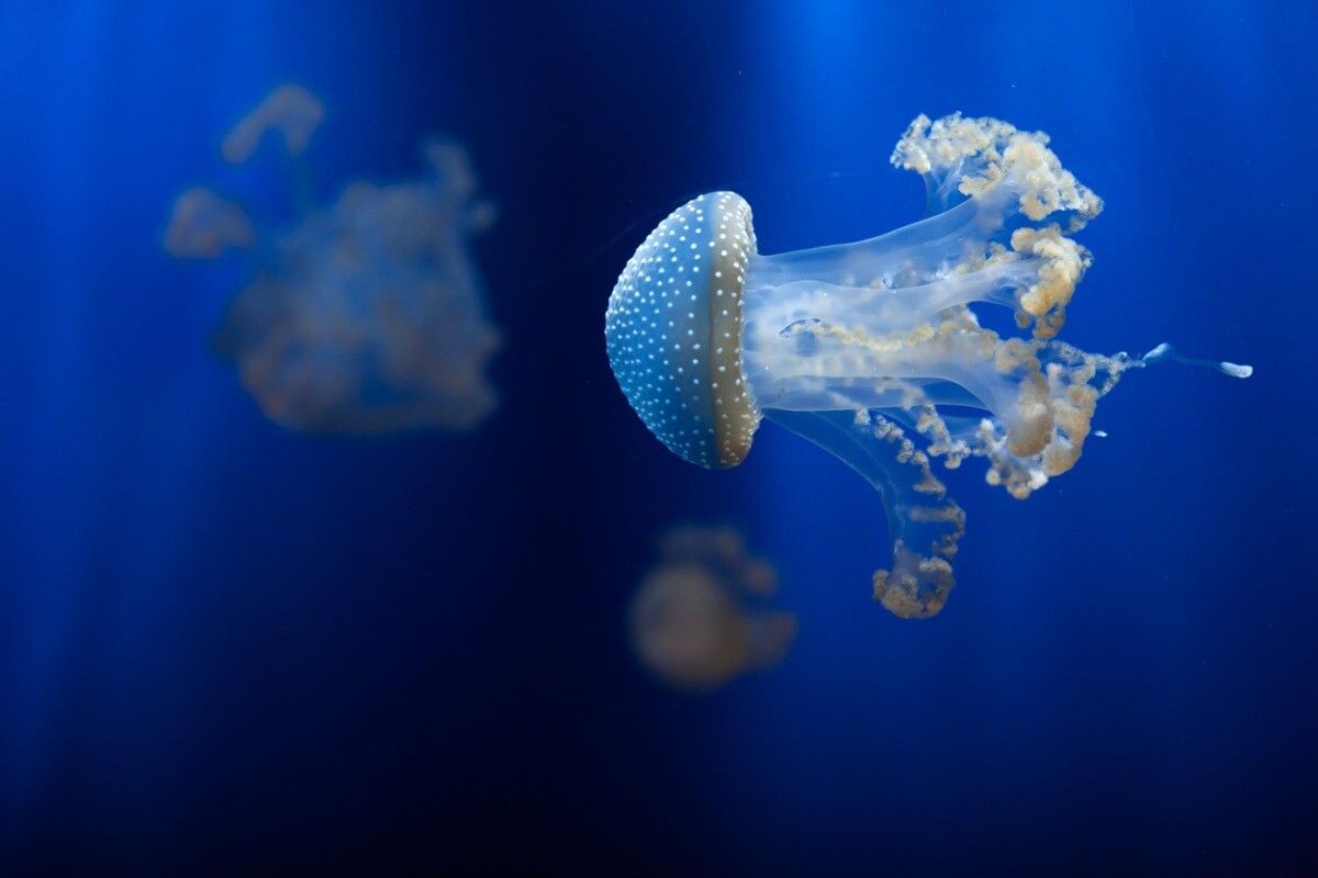 Una medusa de punto blanco.