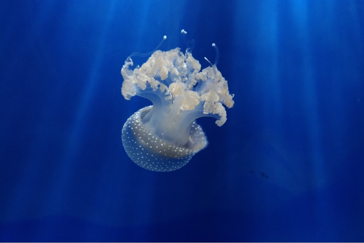 Una medusa de puntos blancos.