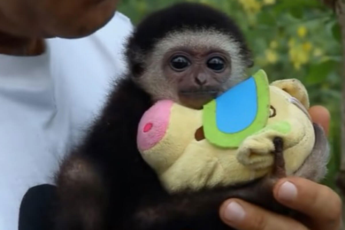 monito con su peluche de cerdita.
