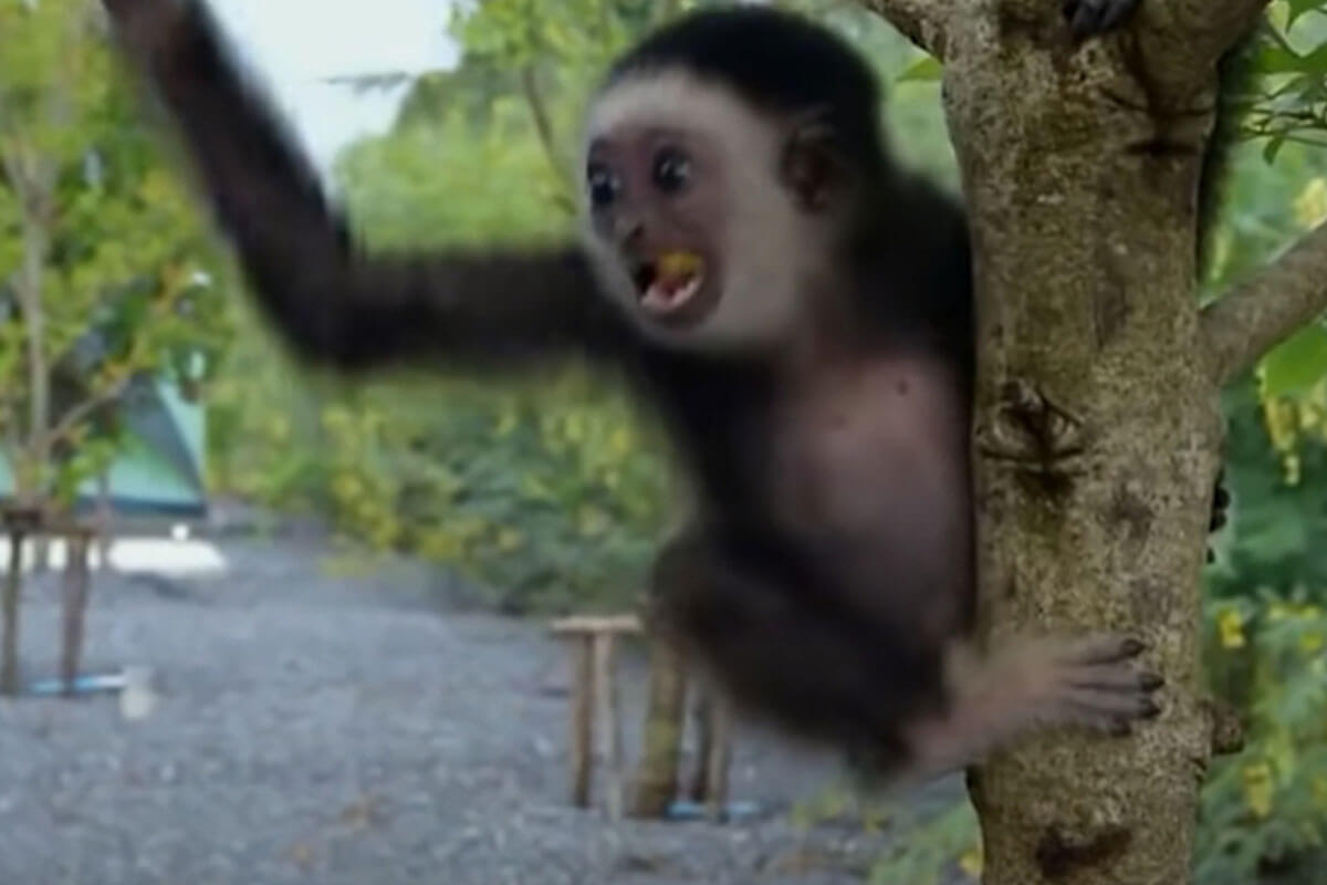 monito conoce su hábitat.