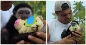 Temeroso monito rescatado no confiaba en nadie, hasta que encontró consuelo en un peluche