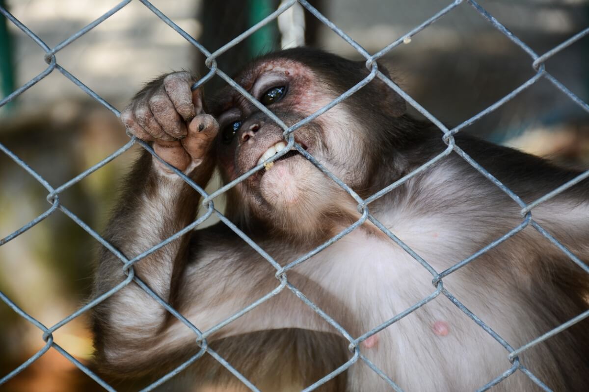 ¿La cría de animales en jaulas está justificada?