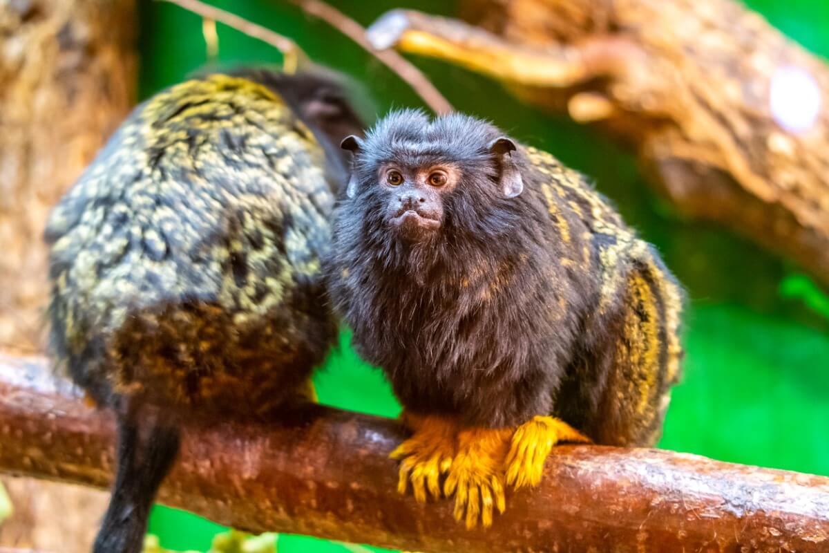 Un paio di uistitì che vanno d'accordo.