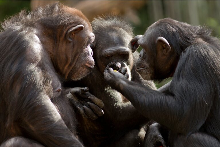 Cambios de acento: una nueva forma de comunicación entre monos