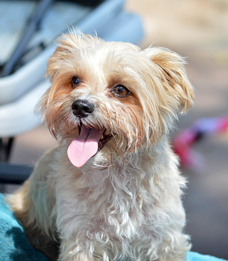 Morkie: todo sobre esta raza