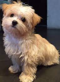 masum bakan morkie cinsi küçük köpek