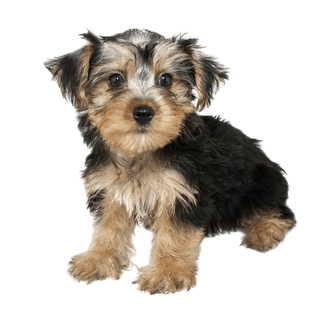 morkie cinsi bir köpek
