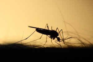 ¿Por qué los mosquitos nos pican a unos más que a otros?