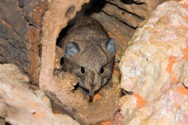 5 datos curiosos sobre la musaraña - Mis animales