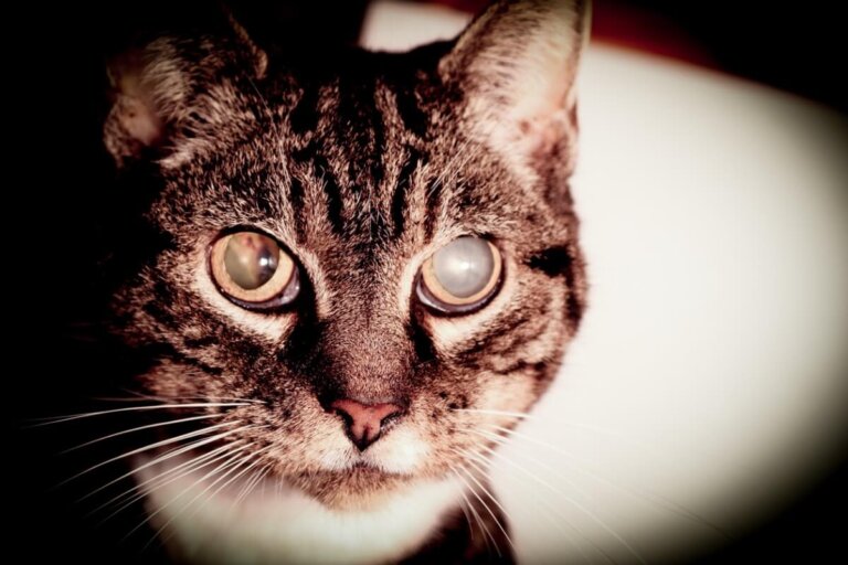 Ojo nublado en gatos: causas y tratamiento