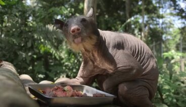 Osa perdió su pelaje después de haber sido utilizada en un circo